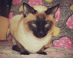 Кошки в Болхове: Тайские котята, 5 000 руб. - фото 9