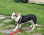 Собаки в Москве: Маленькая собачка Белла в добрые руки Девочка, Бесплатно - фото 2