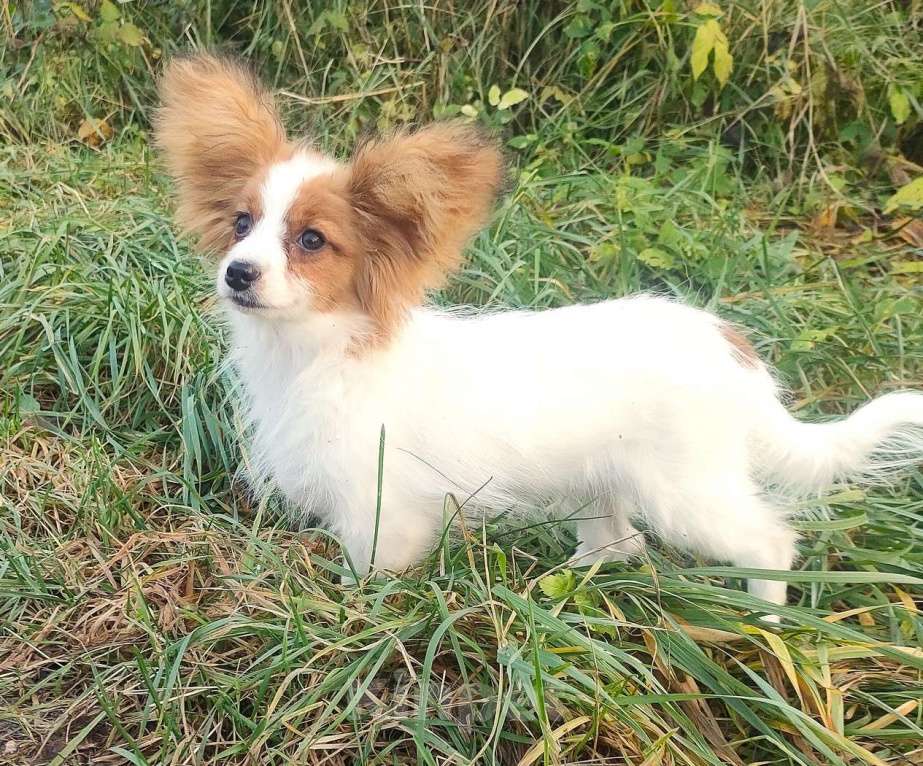 Собаки в Красноармейске: Щенки папийона Мальчик, 35 000 руб. - фото 3