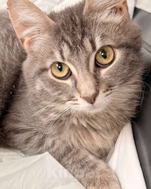 Кошки в Москве: Котенок Бисквит ищет дом Мальчик, Бесплатно - фото 1