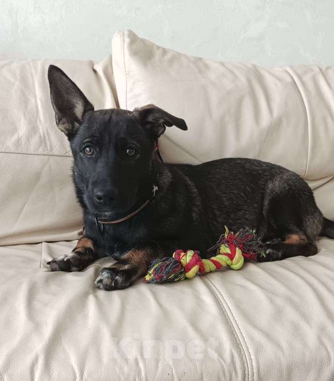 Собаки в Москве: Весёлый и озорной щенок Марик в добрые руки Мальчик, Бесплатно - фото 4