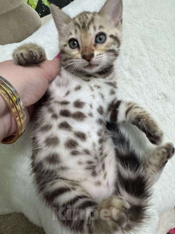 Кошки в Москве: Бенгальский котёнок Девочка, 24 900 руб. - фото 2
