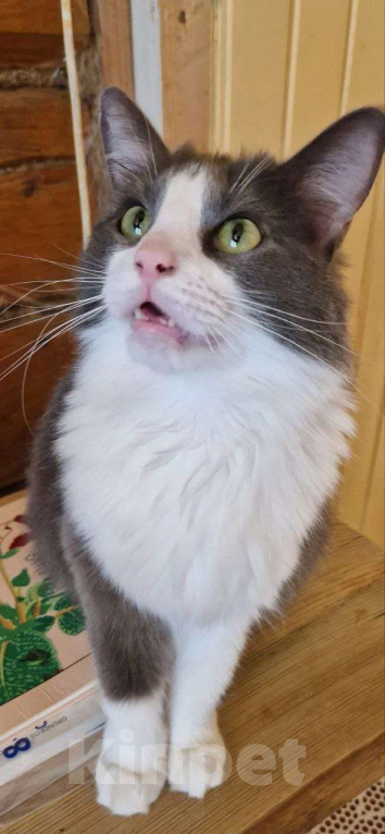 Кошки в Москве: Очаровательные сестрички Фаня и Масяня ищут дом Девочка, Бесплатно - фото 2