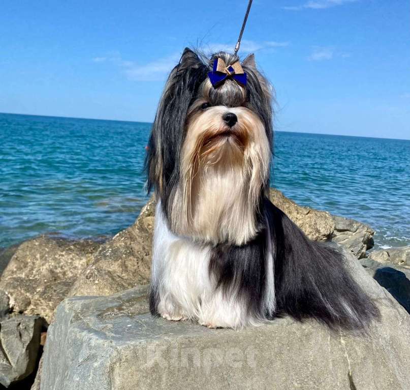 Собаки в Челябинске: Бивер для вязки Мальчик, Бесплатно - фото 8