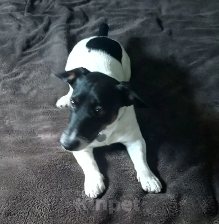 Собаки в Симферополе: Пропала собака Мальчик, 5 000 руб. - фото 5