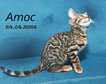 Кошки в Чехове: Чистопородный бенгальский котенок Мальчик, 37 000 руб. - фото 4