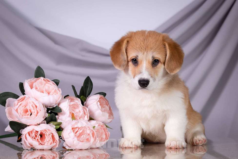 Собаки в Москве: Продам щенка вельш корги пемброк Девочка, 70 000 руб. - фото 1