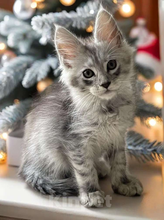 Кошки в Москве: Пушистый ангел для вашего новогоднего настроения Мальчик, 80 000 руб. - фото 7