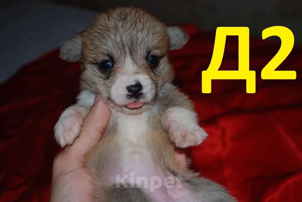 Собаки в Севастополе: Щенки вельш-корги пемброк девочки Девочка, 55 000 руб. - фото 4