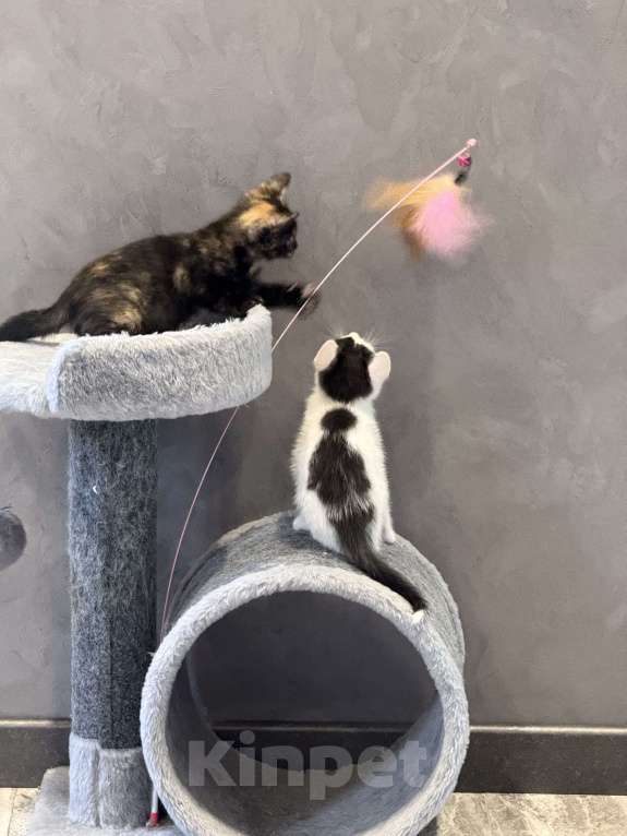 Кошки в других городах Московской области: Котик по кличке пират 🏴‍☠️ 2 месяца.  Мальчик, 100 руб. - фото 4