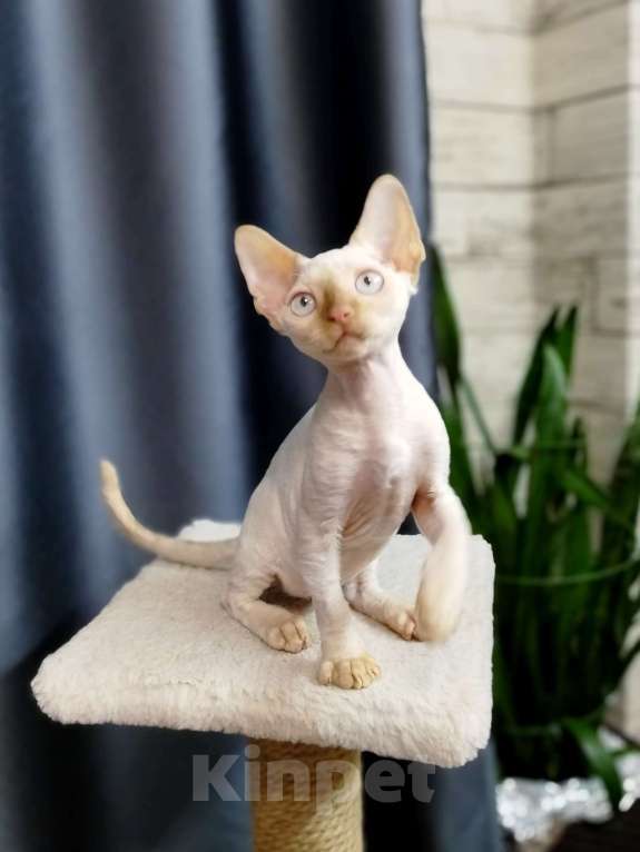 Кошки в Воронеже: Девон Рекс котёнок Мальчик, Бесплатно - фото 3