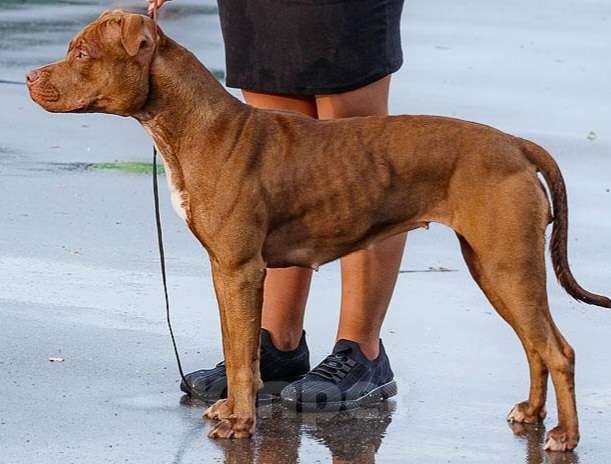 Собаки в Москве: Девочка Red-nose Девочка, Бесплатно - фото 2