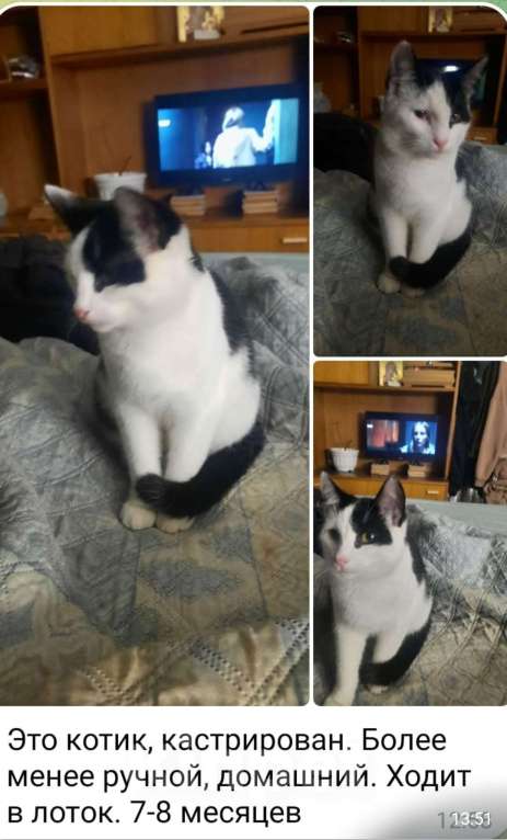 Кошки в Санкт-Петербурге: Тиша Мальчик, Бесплатно - фото 1