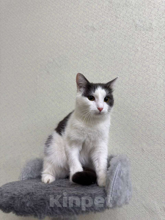 Кошки в Москве: Кошка Милка ищет дом! Девочка, Бесплатно - фото 3