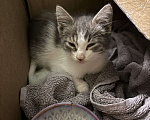 Кошки в Краснодаре: Ищем добрые и ответственные руки для котёнка 🐾 Мальчик, Бесплатно - фото 2