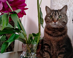 Кошки в Москве: Кошка в добрые руки Девочка, Бесплатно - фото 8