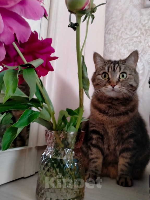 Кошки в Москве: Кошка в добрые руки Девочка, Бесплатно - фото 8