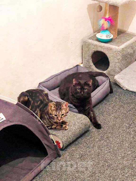 Кошки в Москве: Котик Тор из Марвел Мальчик, Бесплатно - фото 2