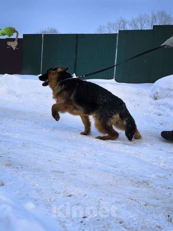 Собаки в Зарайске: Продам щенка немецкой овчарки д ш. Девочки Девочка, 70 000 руб. - фото 7