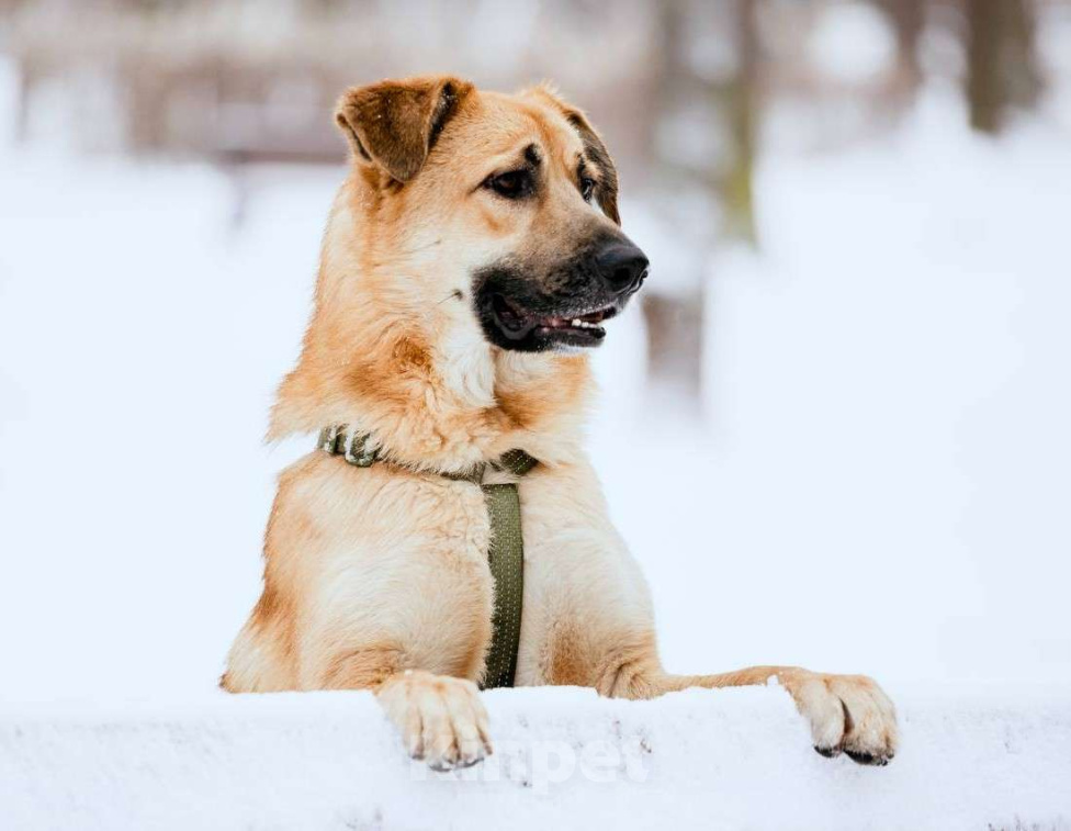 Собаки в Москве: Собака бесплатно Москва Мальчик, Бесплатно - фото 2