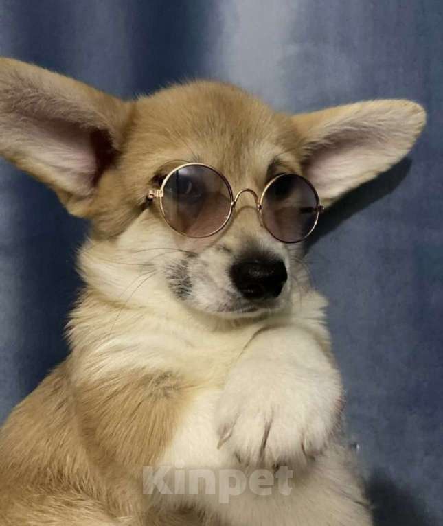 Собаки в Геленджике: Щенки породы:Вельш-корги Пемброк Мальчик, Бесплатно - фото 3