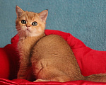 Кошки в Клине: Золотой котик скоттиш-страйт Мальчик, 10 000 руб. - фото 5