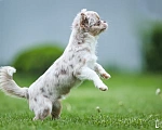 Собаки в Москве: Щенок чизуахуа Мальчик, 70 000 руб. - фото 9