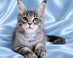 Кошки в Владимире: Котята мейн-кун из питомника Девочка, 50 000 руб. - фото 2