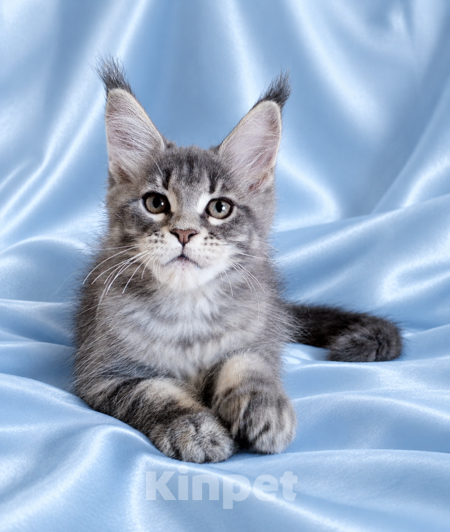 Кошки в Владимире: Котята мейн-кун из питомника Девочка, 50 000 руб. - фото 2