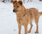 Собаки в Москве: Рыжий красавец Мартин ищет дом, 5.5 лет Мальчик, Бесплатно - фото 1