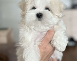Собаки в Новосибирске: Мальтезе Девочка, Бесплатно - фото 1