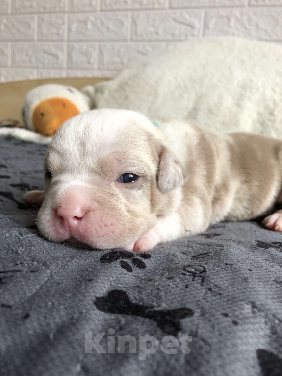 Собаки в Волгограде: Американский булли девочка покет Девочка, 100 000 руб. - фото 2