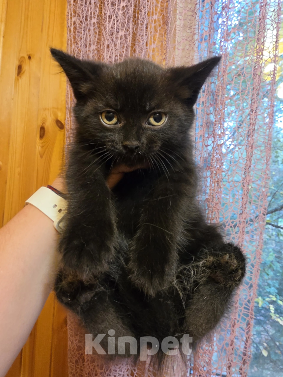 Кошки в Павловском Посаде: Котенок Мальчик, Бесплатно - фото 4