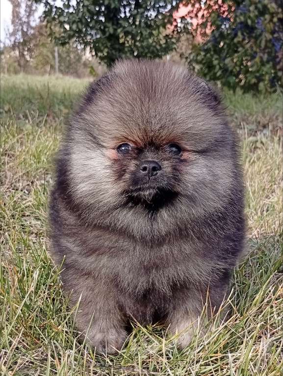 Собаки в Воронеже: Шпиц мишка Мальчик, 60 000 руб. - фото 4