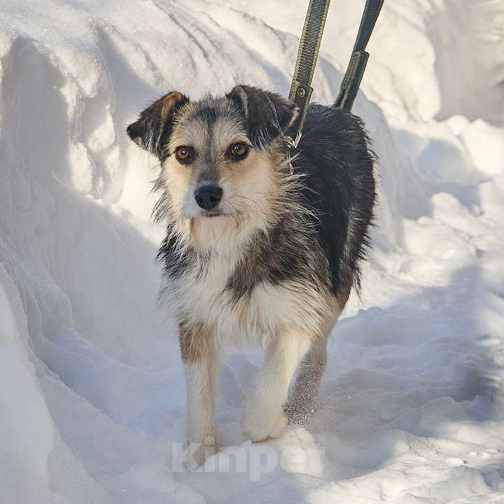 Собаки в Москве: Красотка Динка ищет семью Девочка, 10 руб. - фото 4