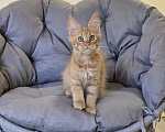 Кошки в Саратове: Котята мейн-кун Девочка, 40 000 руб. - фото 3