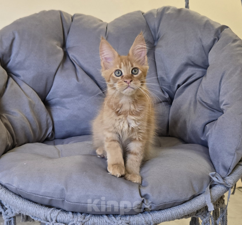 Кошки в Саратове: Котята мейн-кун Девочка, 40 000 руб. - фото 3