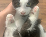 Кошки в Мытищах: Котята в добрые руки Мальчик, Бесплатно - фото 8