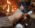 Кошки в Балашихе: Котик в добрые руки Мальчик, Бесплатно - фото 1