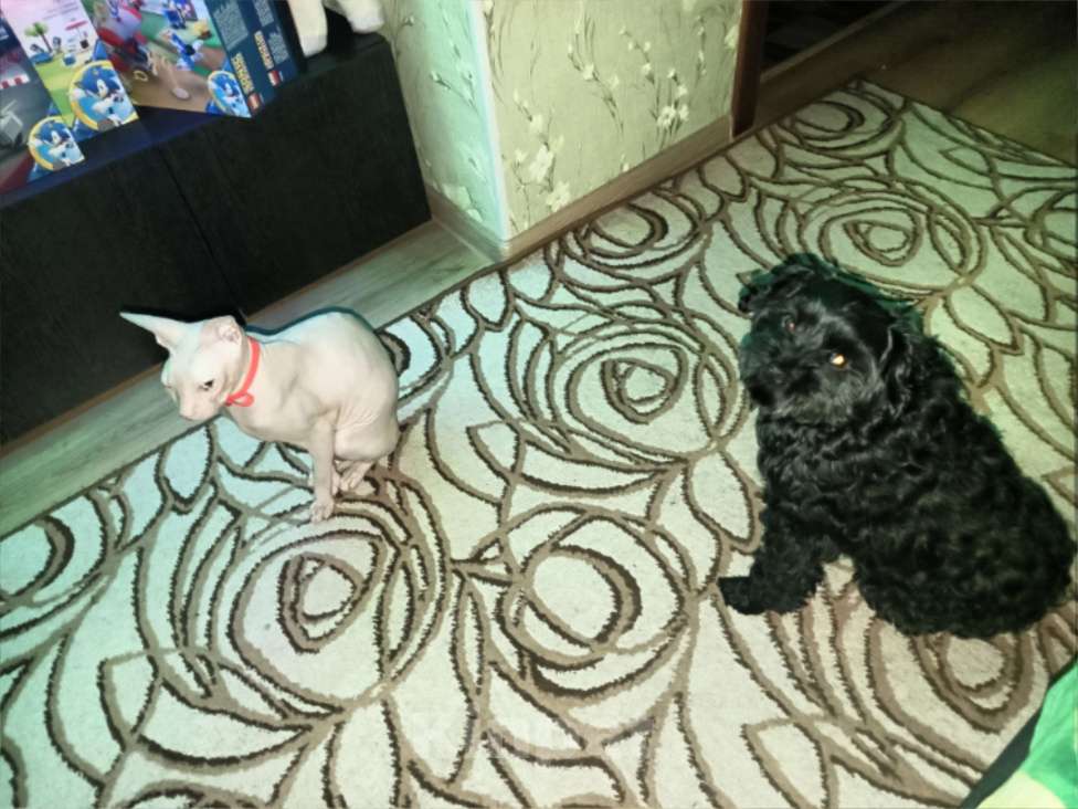 Собаки в Таганроге: Отдам собаку в добрые руки. Мальчик, Бесплатно - фото 2