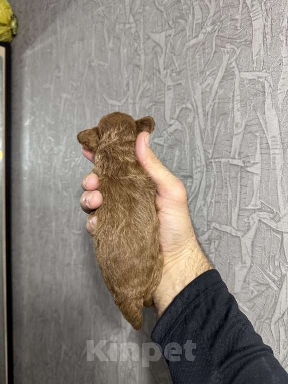 Собаки в Краснодаре: Той пудель  Мальчик, 60 000 руб. - фото 2