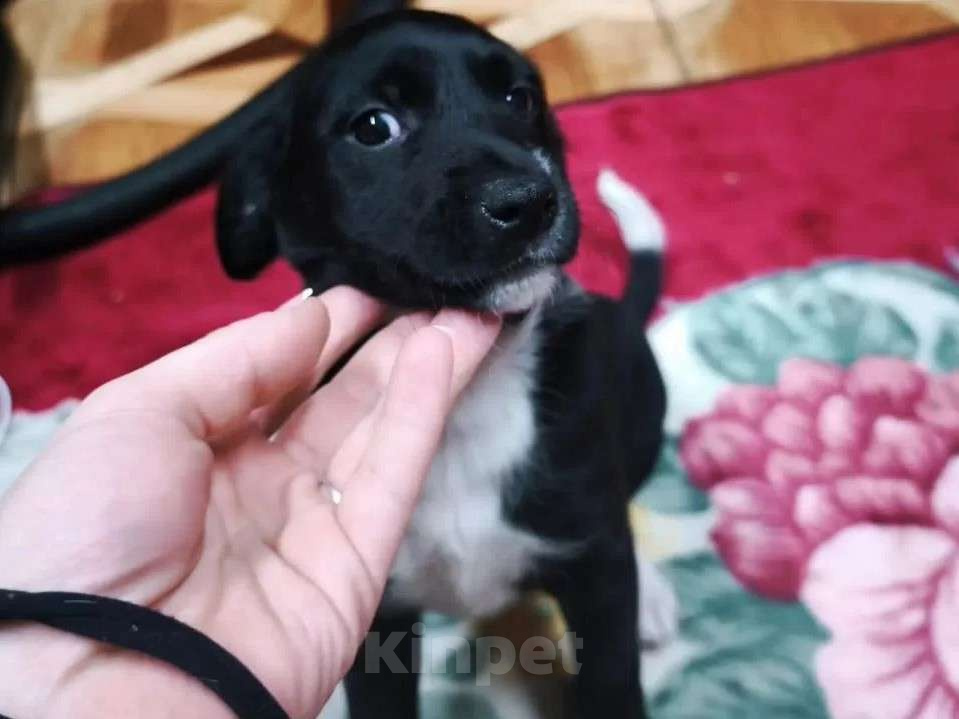 Собаки в других городах Московской области: Щенок Изя в добрые руки  Девочка, Бесплатно - фото 4