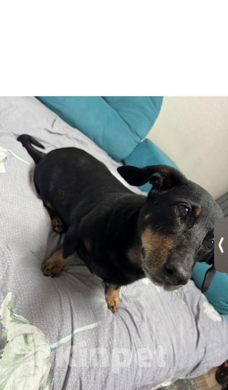 Собаки в Омске: Отдам девочку таксу Девочка, 2 000 руб. - фото 3