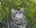 Кошки в Перми: Сибирский кошечка Девочка, 40 000 руб. - фото 3
