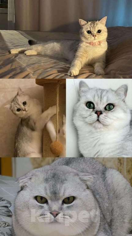 Кошки в других городах Московской области: Серебристая шиншилла скоттиш-фолд девочка Девочка, 18 000 руб. - фото 9