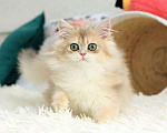 Кошки в Владивостоке: Британский котёнок в шикарной шубке Мальчик, 120 000 руб. - фото 1