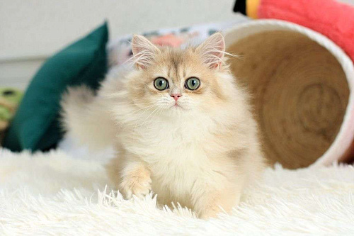Объявление: Британский котёнок в шикарной шубке, 120 000 руб., Владивосток