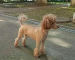 Собаки в Краснодаре: Пудель, 5 000 руб. - фото 1