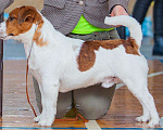 Собаки в Новосибирске: Джек Рассел терьер вязка, 1 руб. - фото 4
