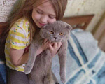 Кошки в Славгороде: Вязка, 1 руб. - фото 3